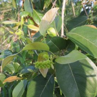 Terminalia chebula Retz.